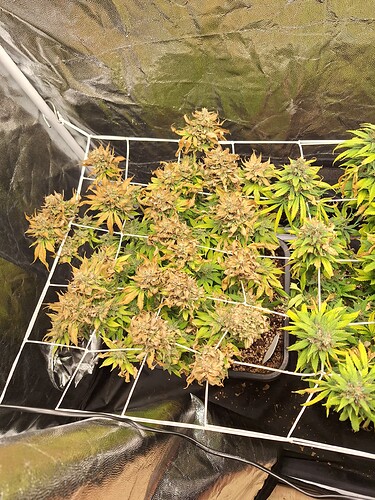 Growreport Bild 8