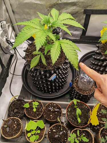Growreport Bild 4