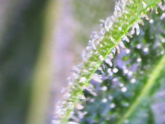Growreport Bild 94
