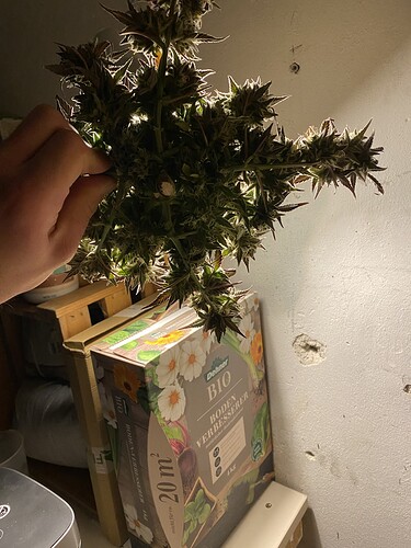 Growreport Bild 3
