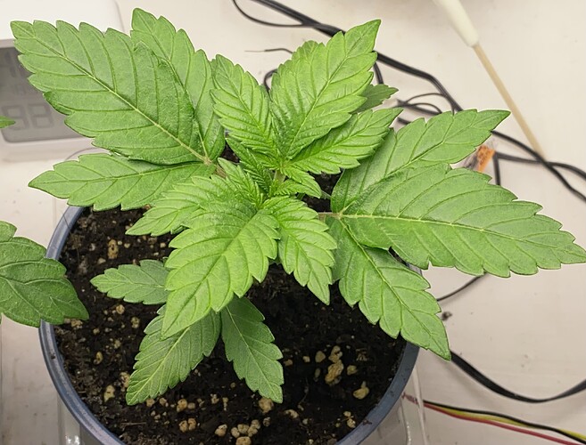 Growreport Bild 16