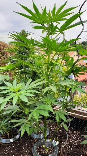 Growreport Bild 3