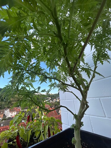 Growreport Bild 19