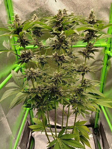 Growreport Bild 2