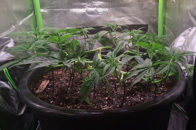 Growreport Bild 9