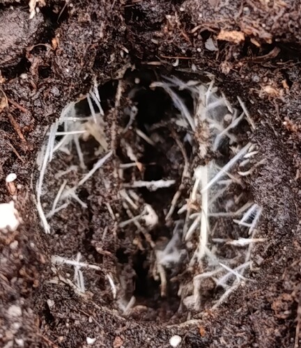 Growreport Bild 1