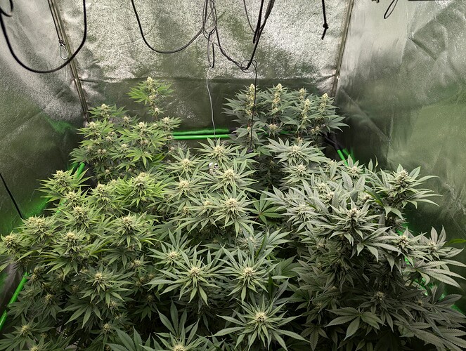 Growreport Bild 2