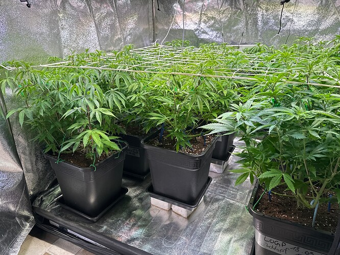 Growreport Bild 35