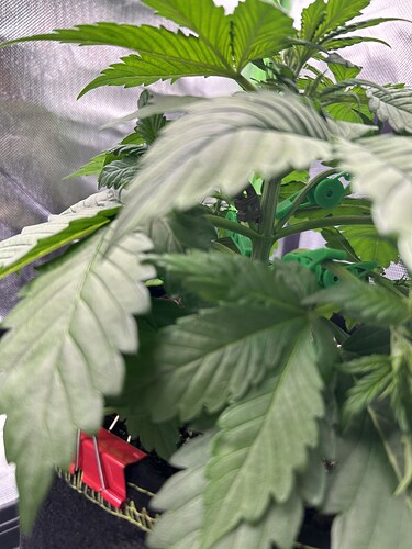Growreport Bild 6