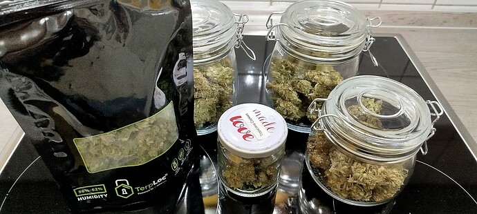 Cabron’s nächster Versuch mit Strawberry Banana und Tropicana Cookies (Grow 6)
