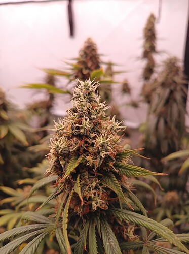 Growreport Bild 12