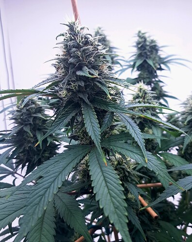 Growreport Bild 39