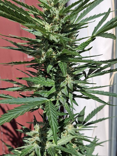Growreport Bild 124