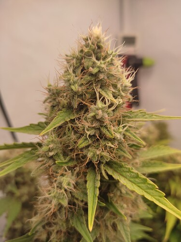 Growreport Bild 6