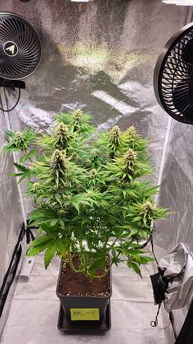 Growreport Bild 13