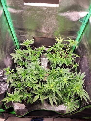 Growreport Bild 6