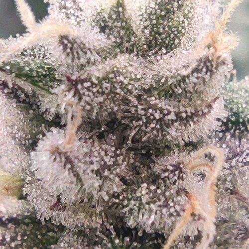 Growreport Bild 14