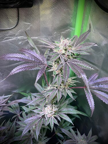 Growreport Bild 8