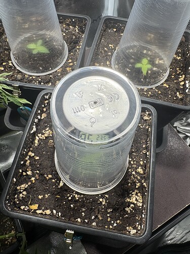 Growreport Bild 5