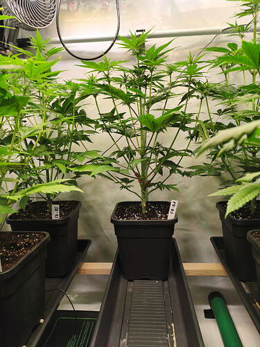 Growreport Bild 2