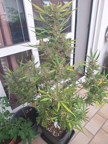 Growreport Bild 7