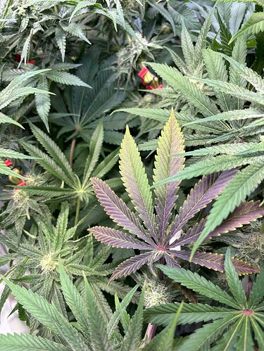 Growreport Bild 1