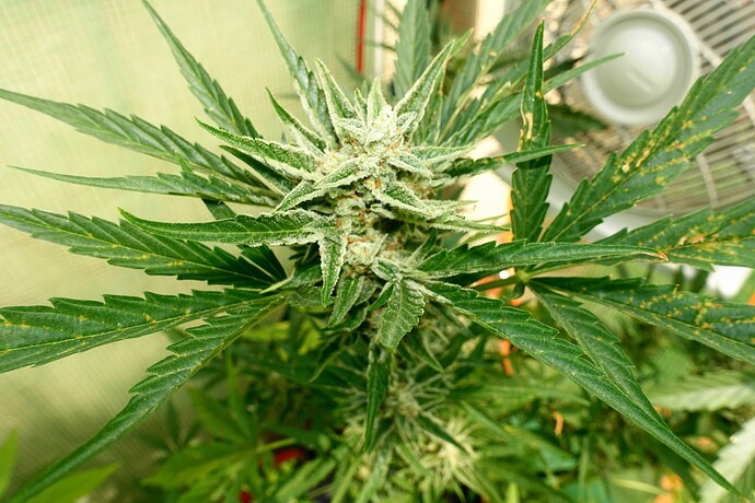 Growreport Bild 8