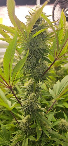Growreport Bild 35