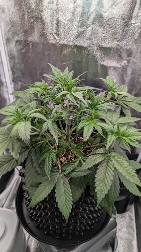 PXL_20240722_020021730.MP