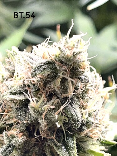 Growreport Bild 3