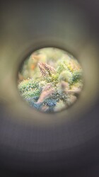 Growreport Bild 127