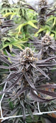 Growreport Bild 6