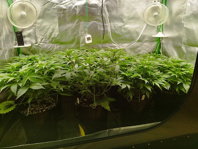 Growreport Bild 3