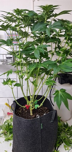 Growreport Bild 31