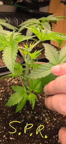 Growreport Bild 23