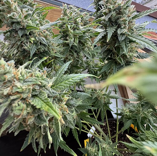 Growreport Bild 18