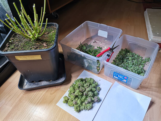 Growreport Bild 8