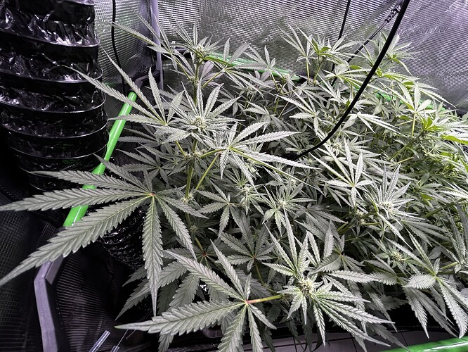 Growreport Bild 59