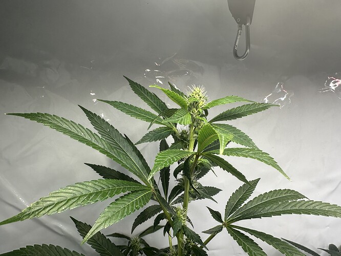 Growreport Bild 7