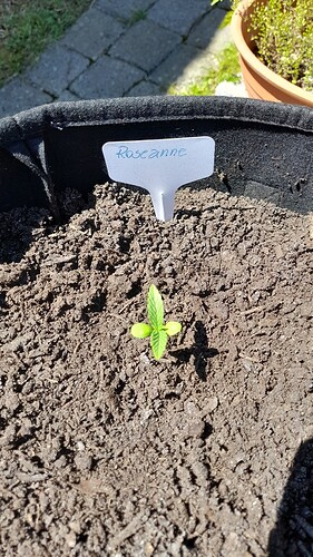 Growreport Bild 13