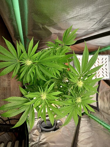 Growreport Bild 4