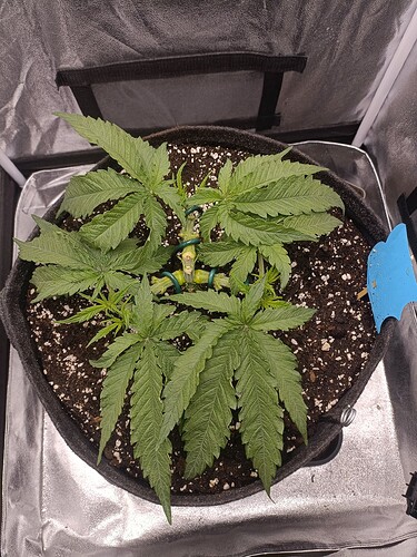 Growreport Bild 3