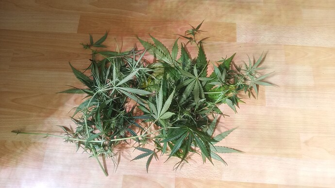Growreport Bild 2