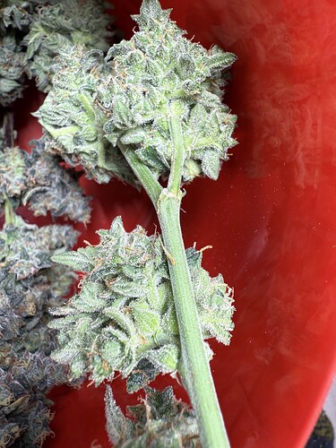 Growreport Bild 2