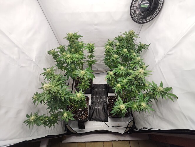 Growreport Bild 7