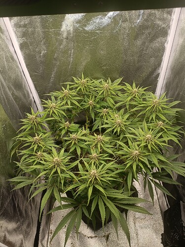 Growreport Bild 3
