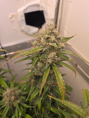 Growreport Bild 13