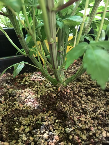 Growreport Bild 5