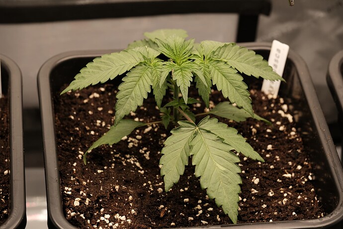 Growreport Bild 2