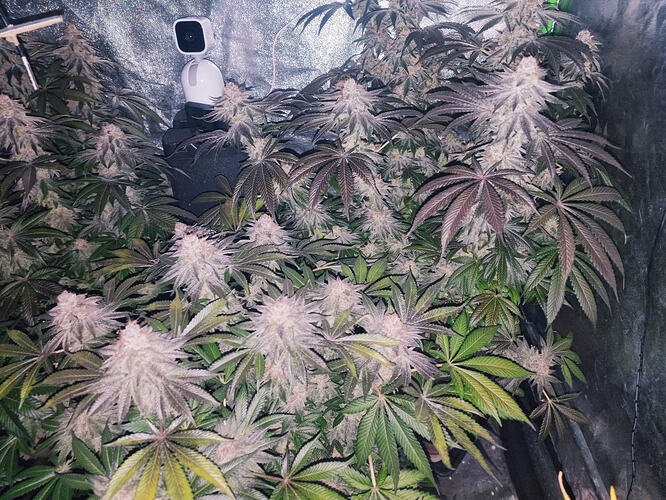 Growreport Bild 6